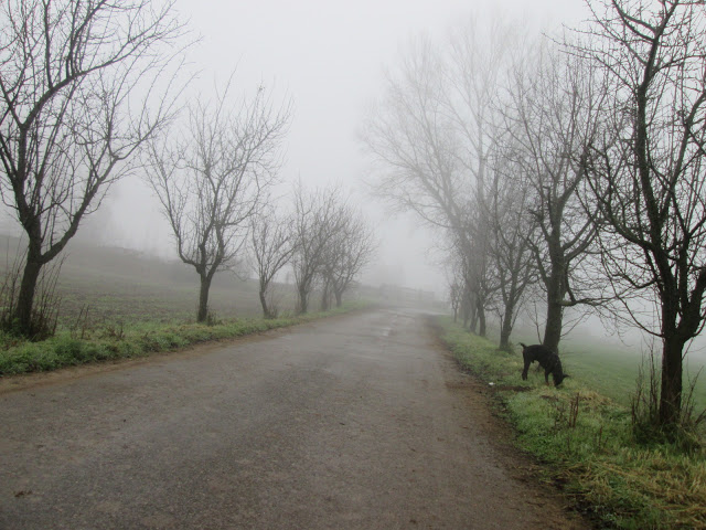 Posta berinjela grelhada - Ciro um amigo