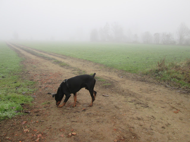 Posta berinjelas grelhadas - Ciro passeando
